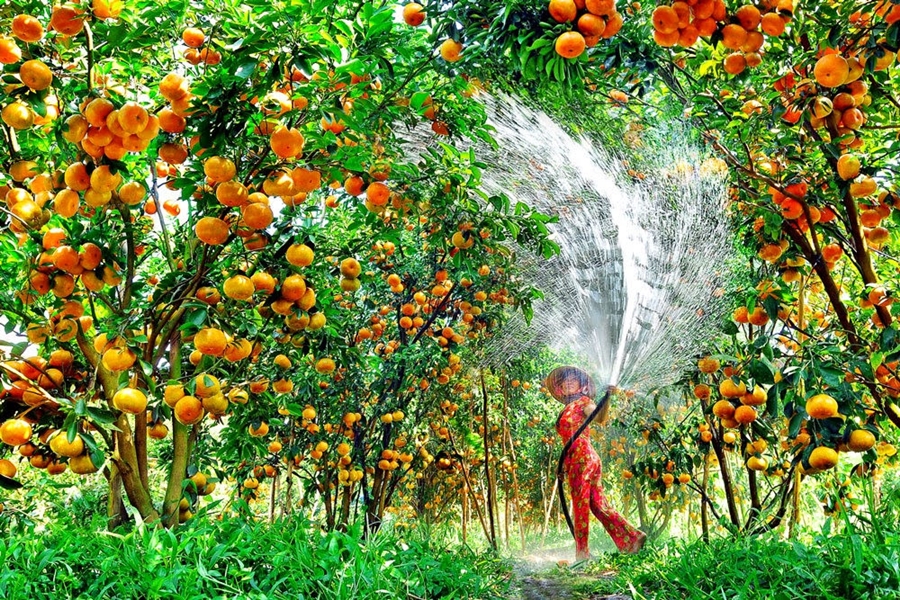 Lấy sỉ trái cây ở đâu chất lượng tốt