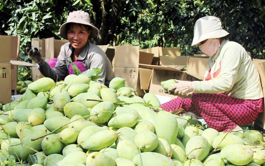 Lấy sỉ trái cây ở đâu chợ Cao Lãnh