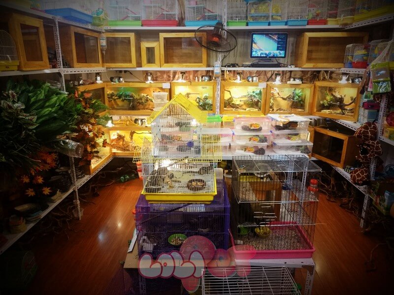 Cửa Hàng Thú Cưng Ở Hà Nội Cửa Hàng Thú Cưng Ở Hà Nội