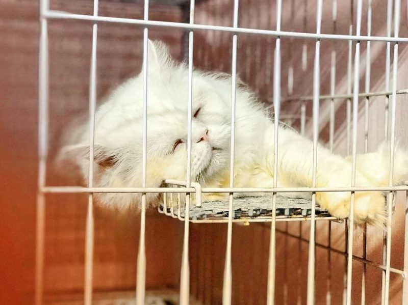 cua-hang-thu-cung-o-ha-noi-3